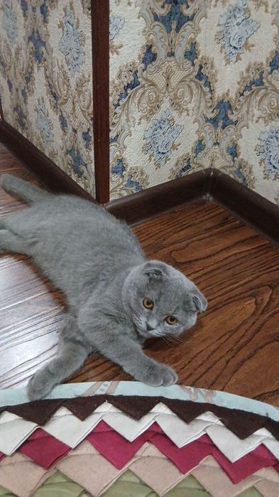 Zot: Scottish fold