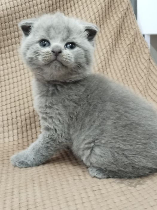 Продам котенка (мальчик)