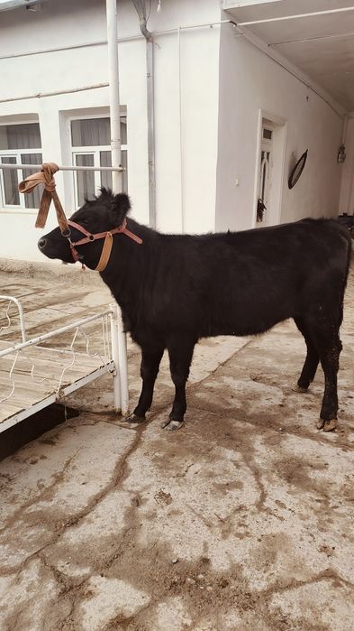 Абердин Ангус Гунажин тозаси