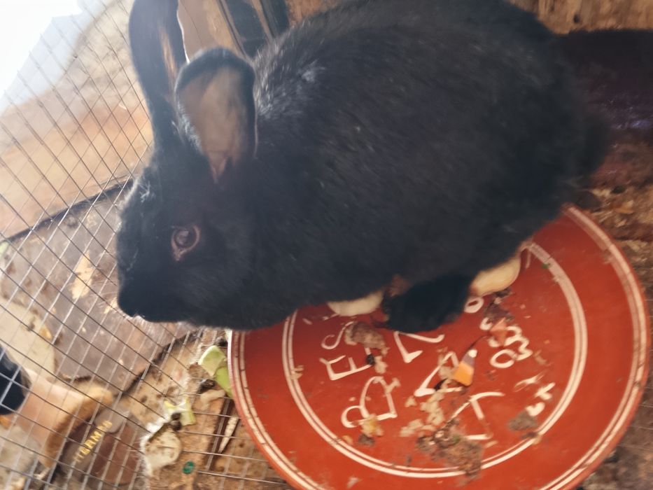 Quyonlar sotiladi  uylari bilan birga beraman. Bugʼozlari xam bor ,