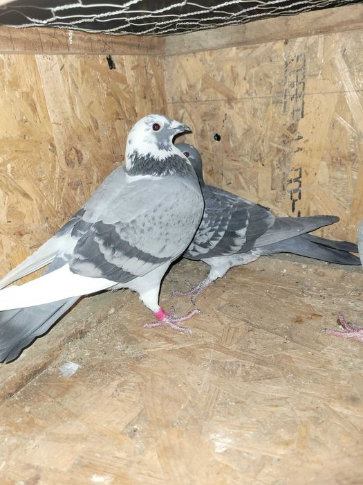 De vanzare 20 de porumbei