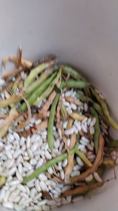 Продам дачную фасоль