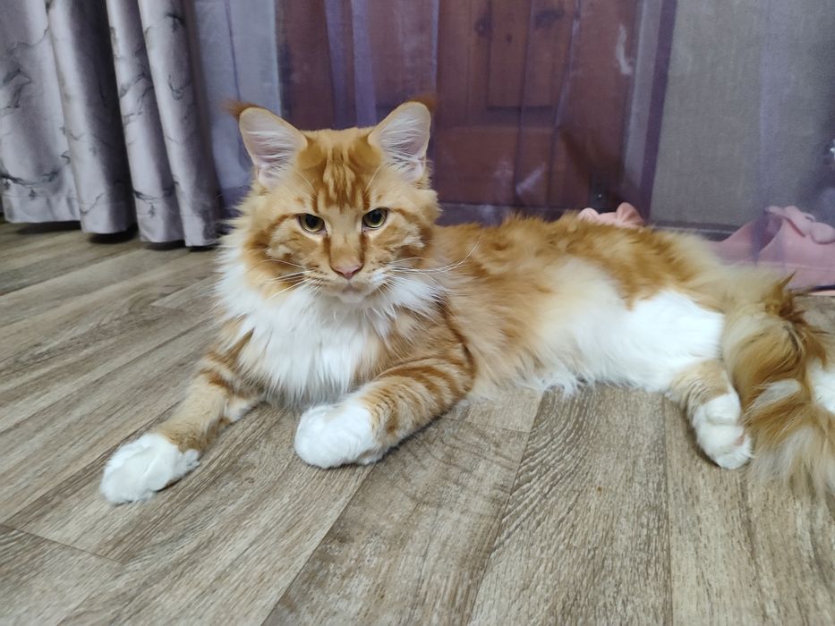 Продам кота мейнкун