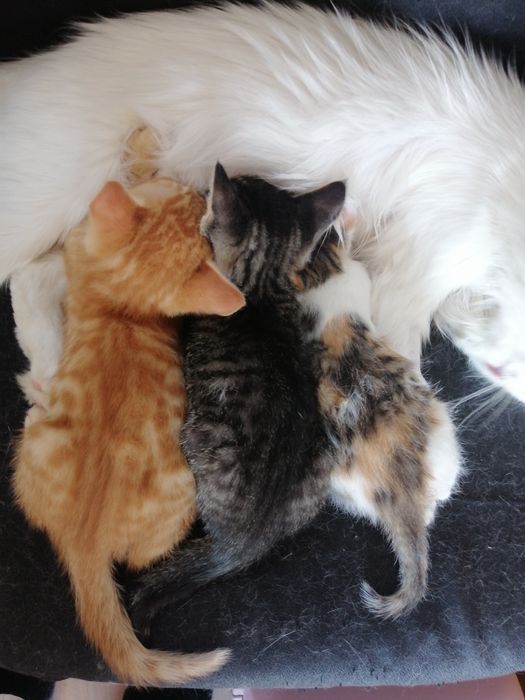 Котенца  - Подарявам Шепичка Любов