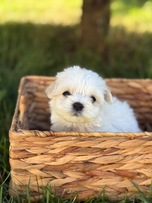 Bichon Maltez Fetiță