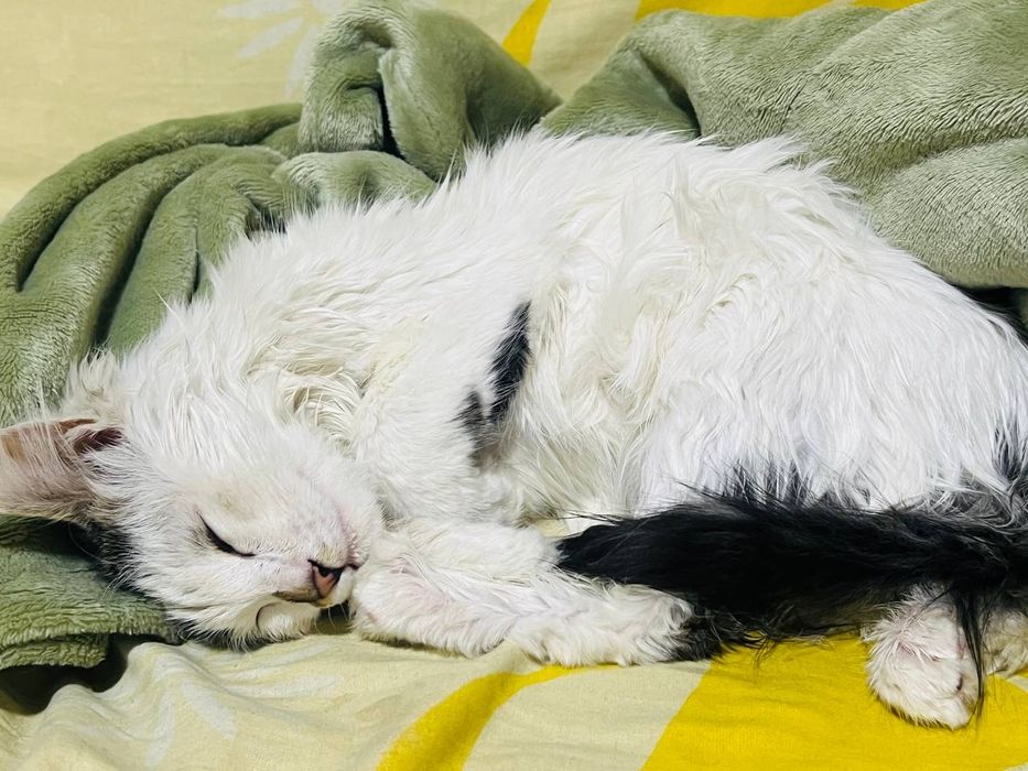 Бесплатно котенок