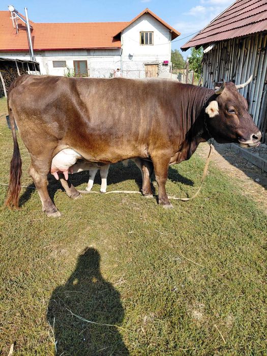 Vaca cu Vitel cauta alta casa