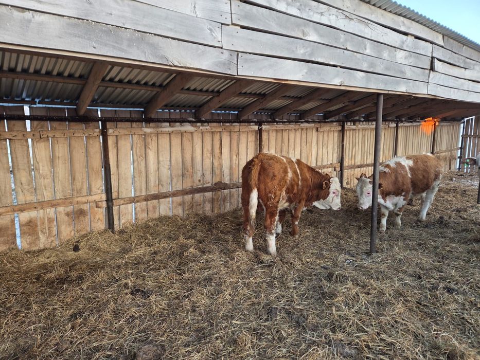 Продаже  племенного скота