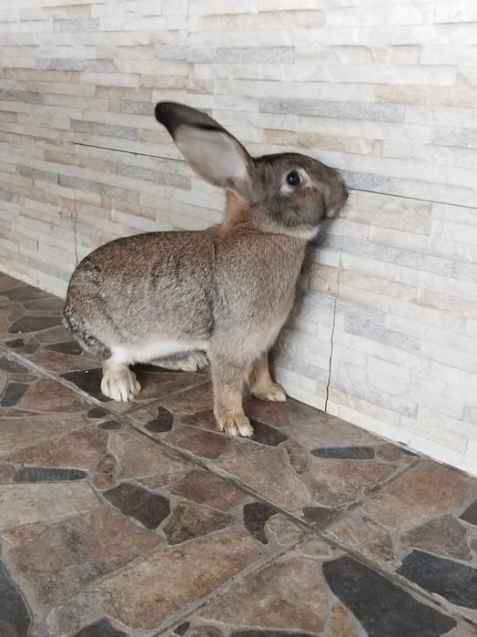 De vânzare douā iepurițe