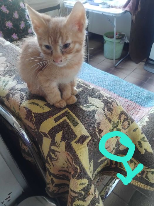 Две котенца подрастващи