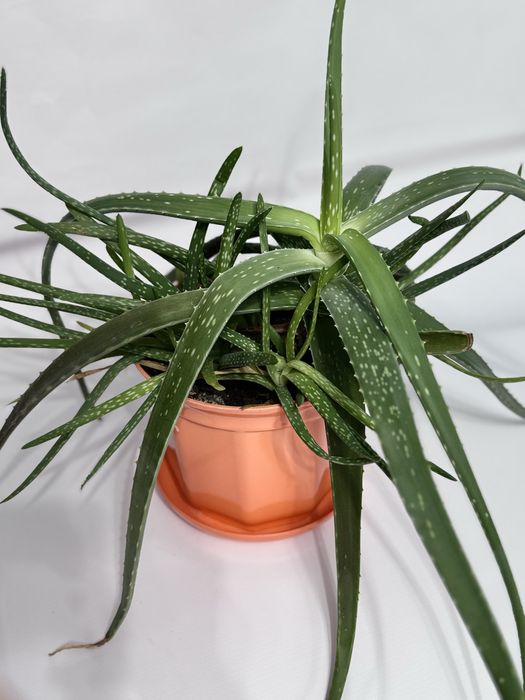 Домашние растение