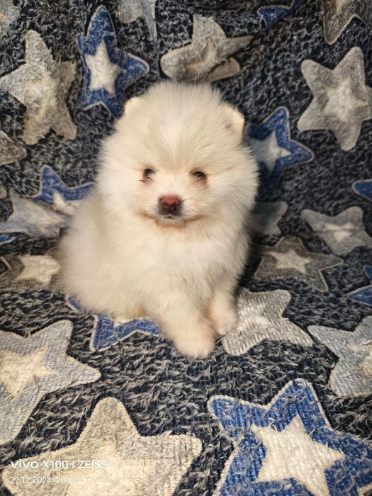 Очаровательные щенки шпица.