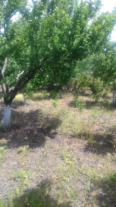 Teren intravilan 2000 mp