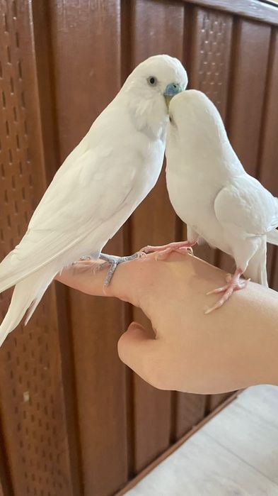 Попугаи и клетка