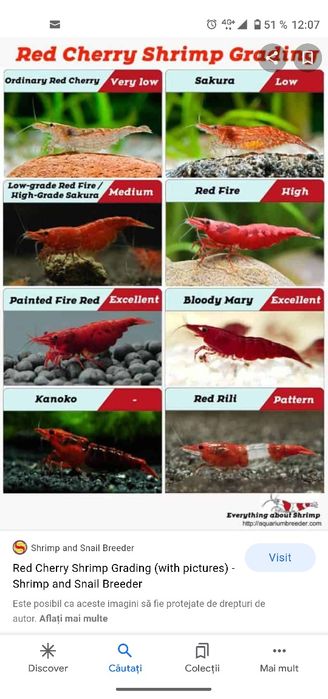 Pesti,jucarii si accesorii