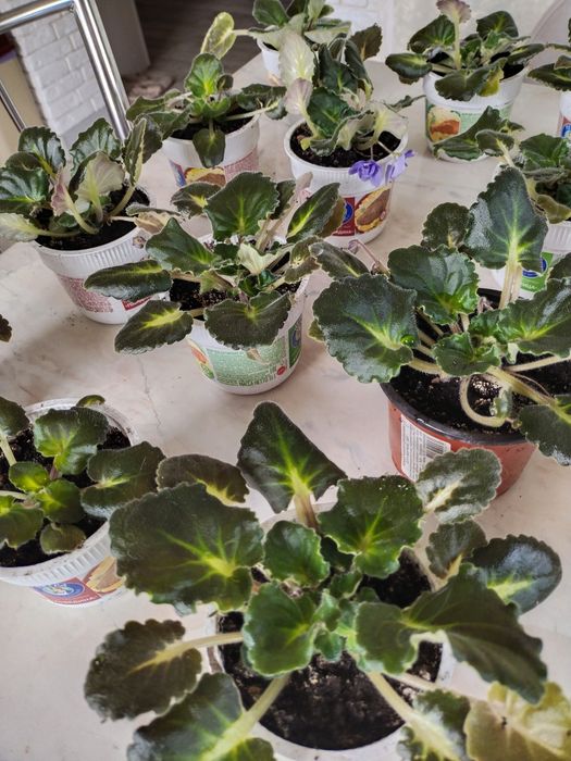 Фиалка обильноцветущая