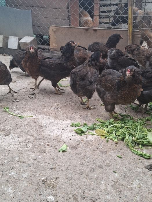 Puii Araucana Potârnichiu  Sălbatic