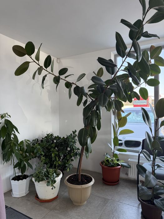Ficus elastica planta matura