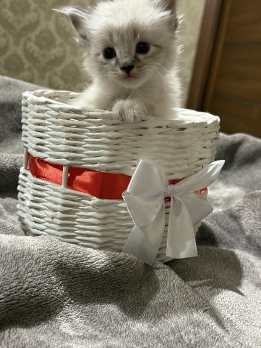 Британци котята )