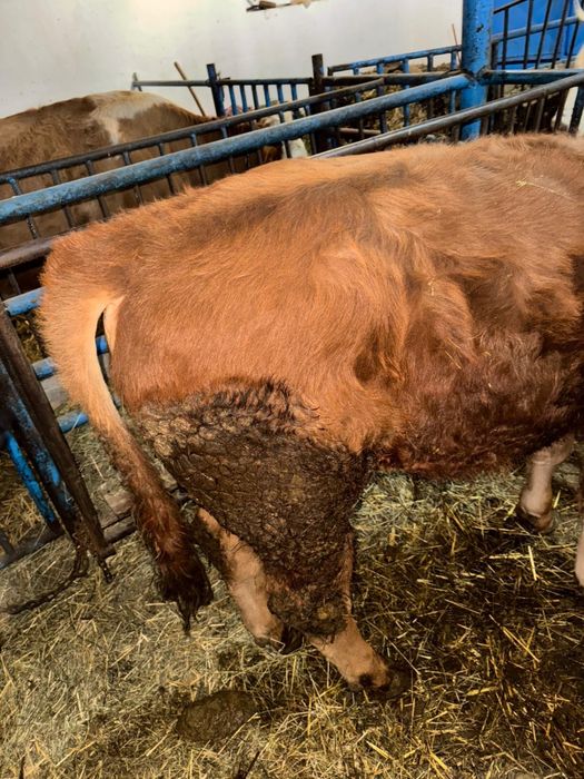 Vand vitel de 6 luni