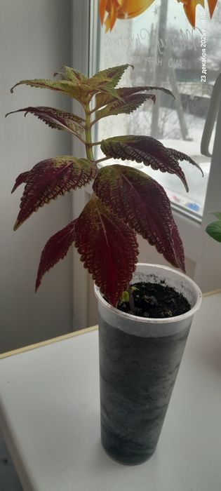 Продам цветы колеус