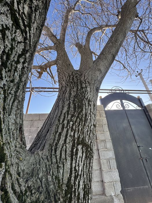 Жаңғақ ағашы бар, орех, жангак тал.