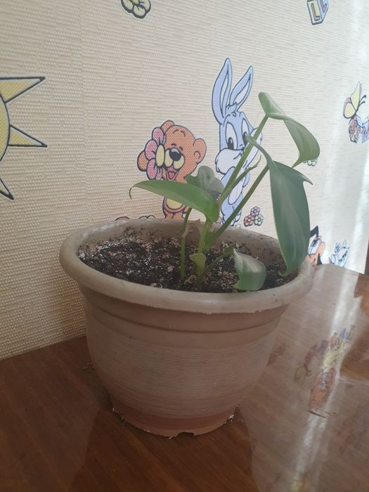 Комнатные цветы от 800 тенге