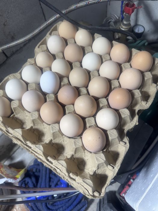 Тауық жұмыртқасы