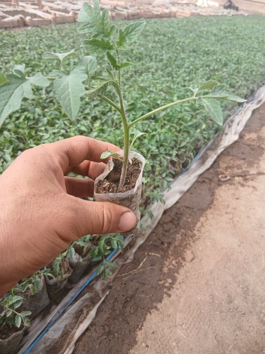 Иссикхона кучатлари бор