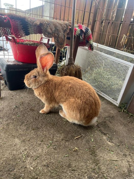 Femela urias german galben 9 luni