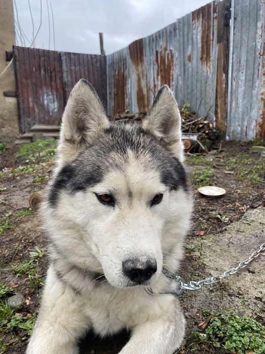 Хаски ит   Сатылады срочьно