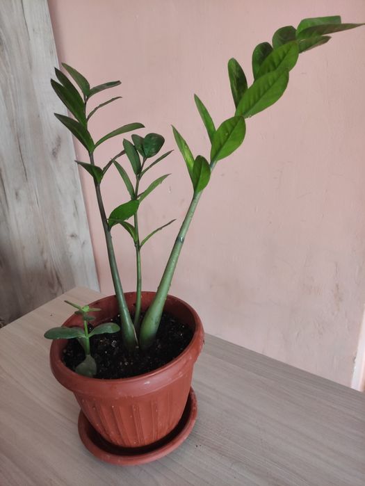 Доллоровое дерево