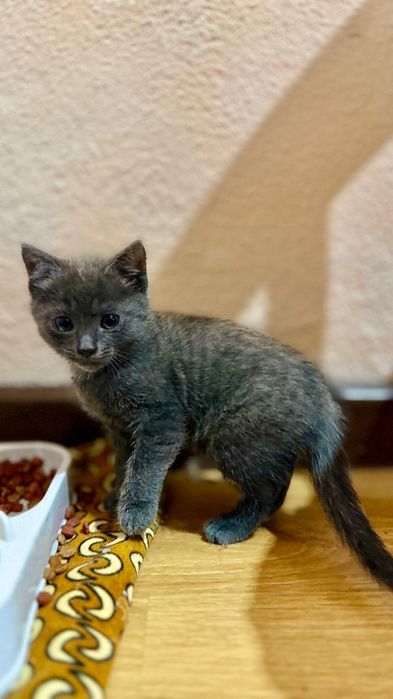 Котенок девочка 1,5 месяца