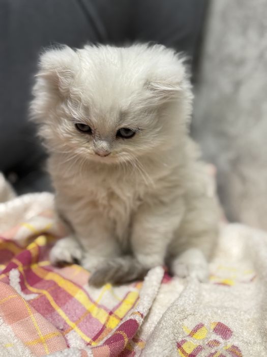 Продаются милые котята