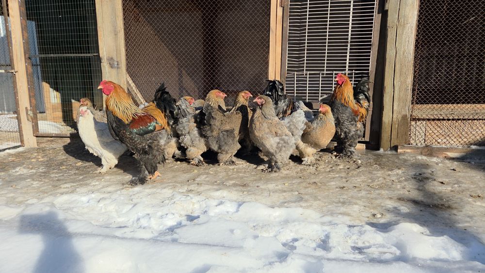 Инкубационные яйца