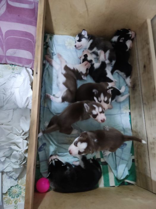 Щенки хаски на продажу