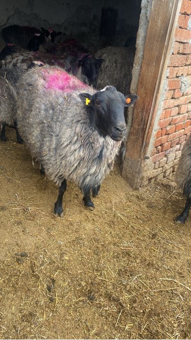 Продавам романовски овце