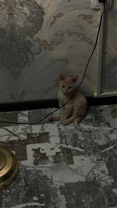 отдаю котенка в добрые руки