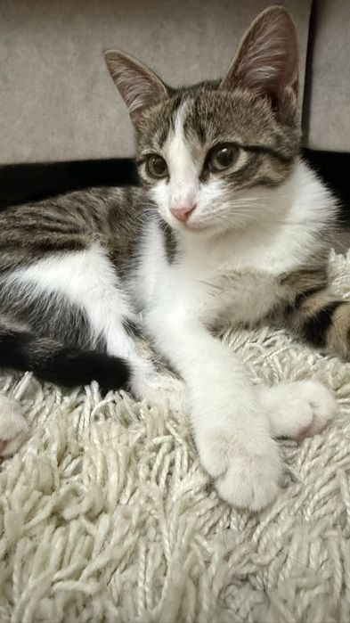 Отдадим котёнка в добрые руки.