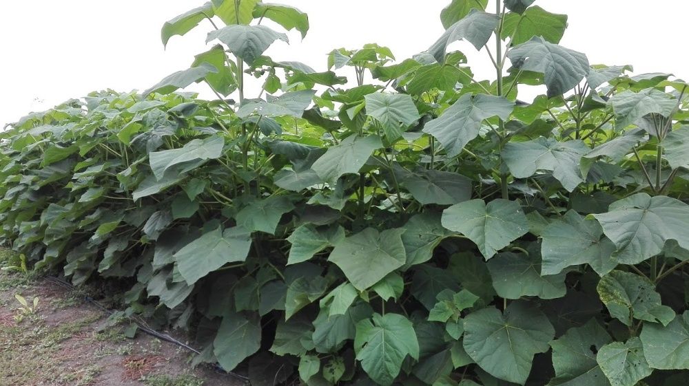 Butasi paulownia shantong