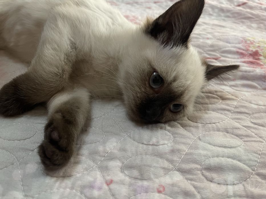 Продается котёнок