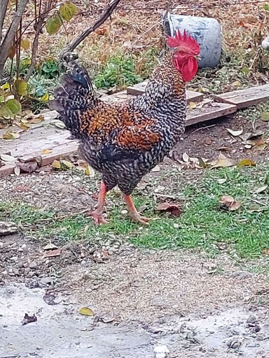 Cocos vand sau schimb