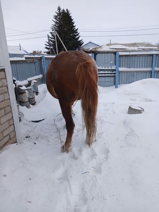 Продам кобылу!!!