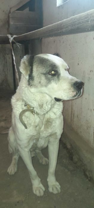 Алабай 7 месяцев кобель Алабай 7 ойлик угил бола