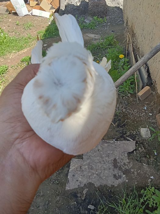 Продам голубей хороших