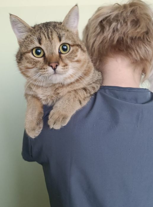 Славный котик ищет добрые руки