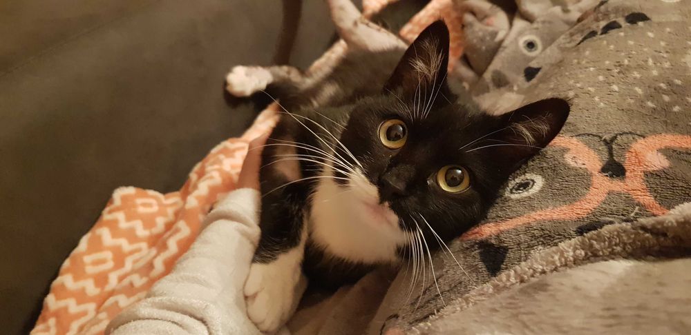 Pisicuta vaccinata si sterilizata pentru adoptie
