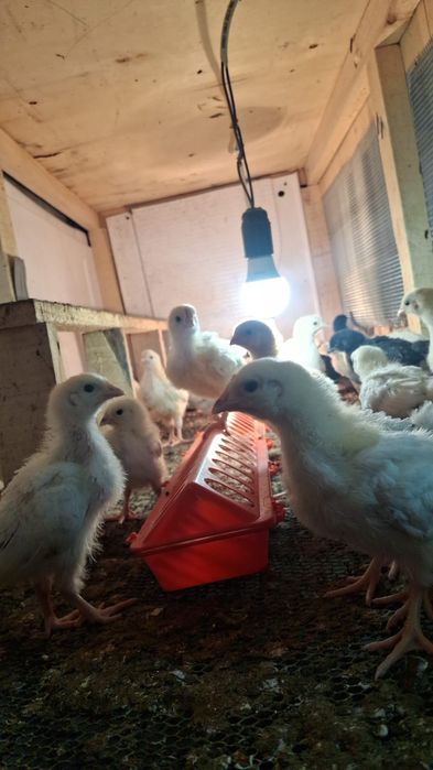 Балапандар сатылады!