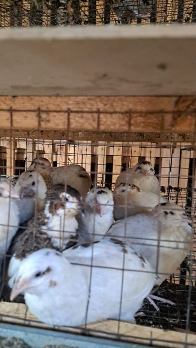 Перепёлки продам 4,5месечные Бодене бар сатылымда 4,5 ай