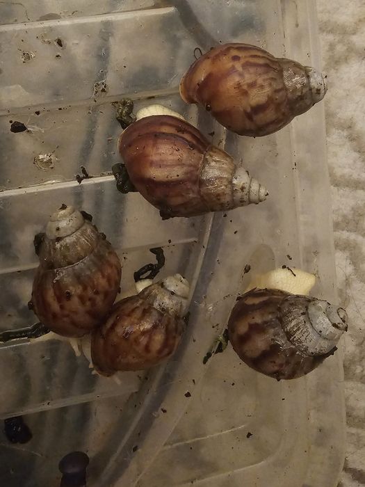 Улытка продаётся